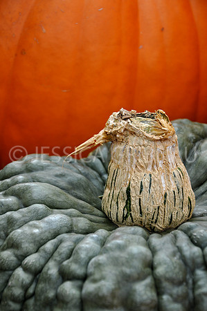 Pl_Pumpkin_18
