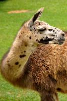 A_Ll_3