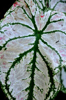 Pl_Leaf_12
