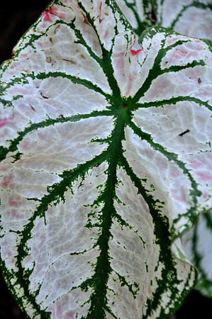Pl_Leaf_12
