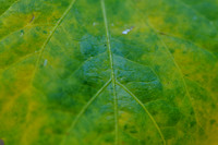 Pl_Leaf_3