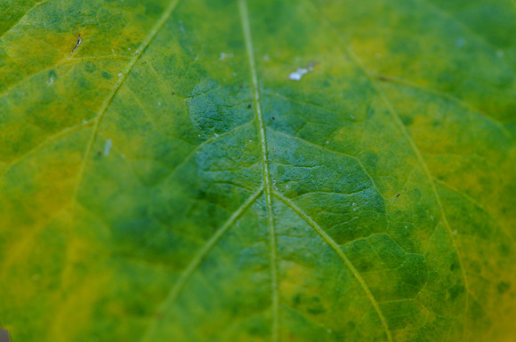 Pl_Leaf_3