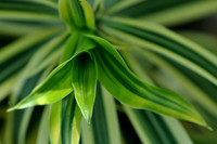 Pl_Leaf_4