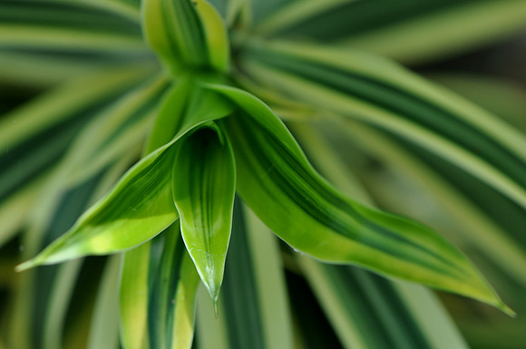 Pl_Leaf_4