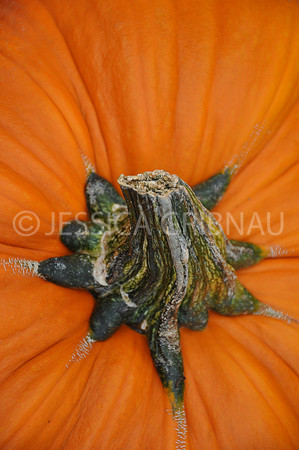 Pl_Pumpkin_15