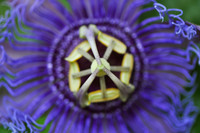 PF_3