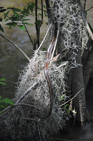 L_Swamp_26