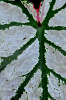 Pl_Leaf_15
