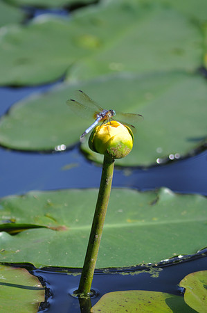 A_Dragonfly_4