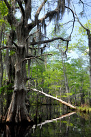 L_Swamp_21