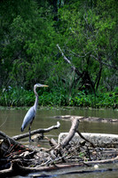 L_Swamp_11