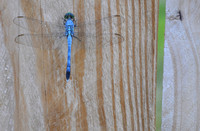 A_Dragonfly_3