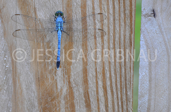 A_Dragonfly_3