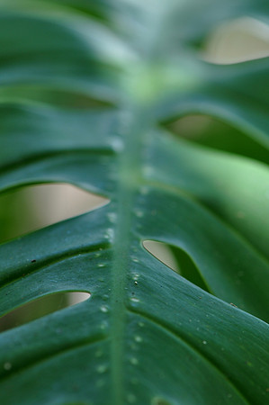 Pl_Leaf_11