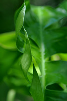 Pl_Leaf_8