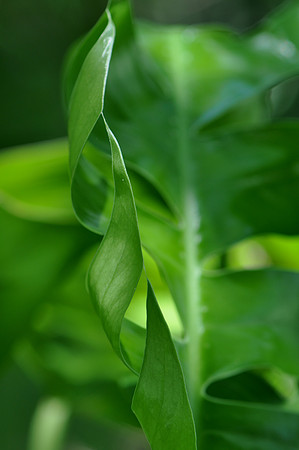Pl_Leaf_8