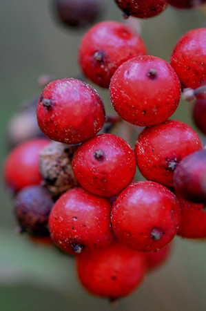Pl_RedBerries_1