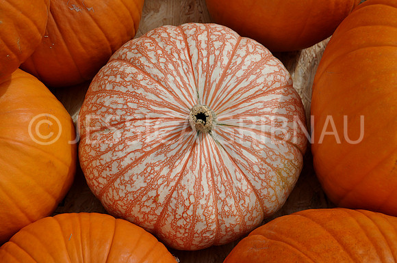 Pl_Pumpkin_4