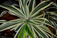 Pl_Leaf_2