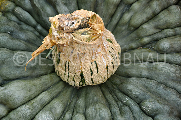 Pl_Pumpkin_17